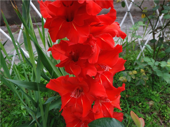 DSC01000_����.jpg