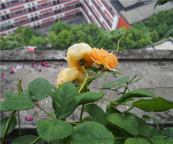 P1010342.jpg