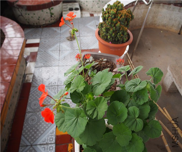 P1010343.jpg
