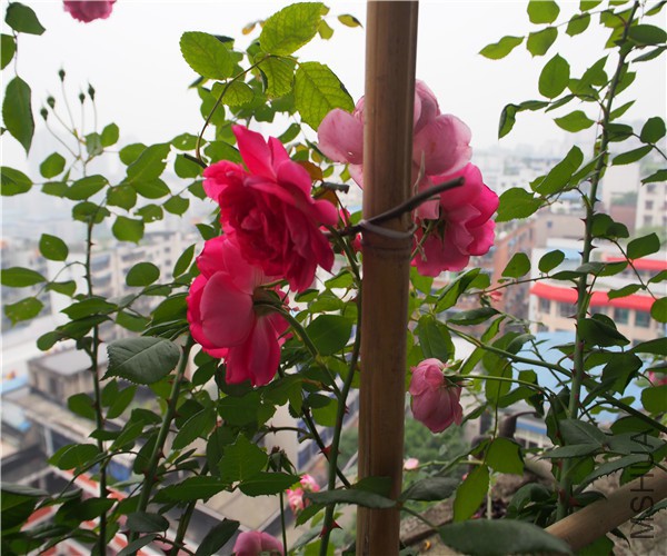 P1010344.jpg