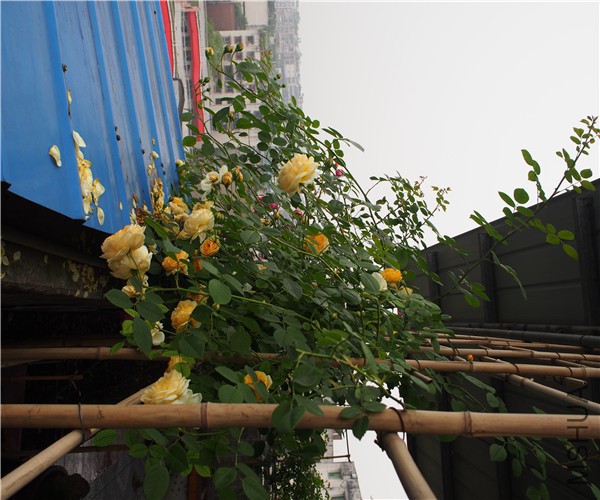 P1010345.jpg