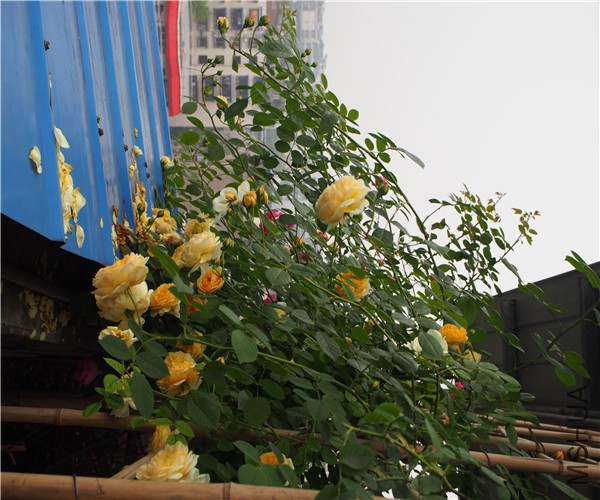 P1010347.jpg