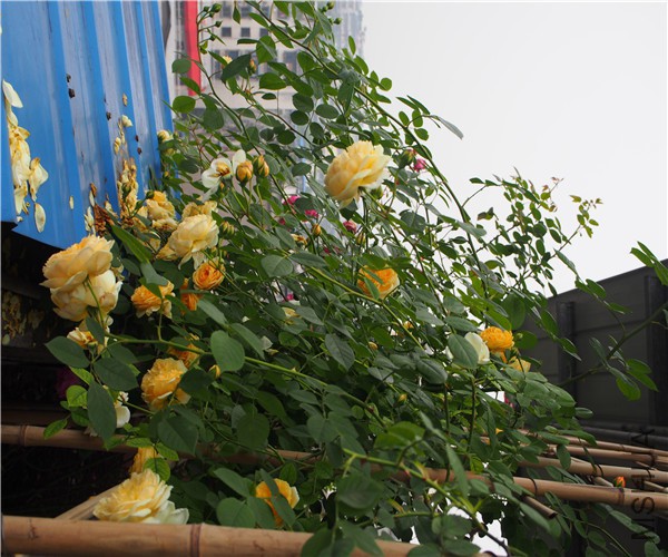 P1010346.jpg
