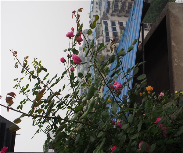 P1010349.jpg