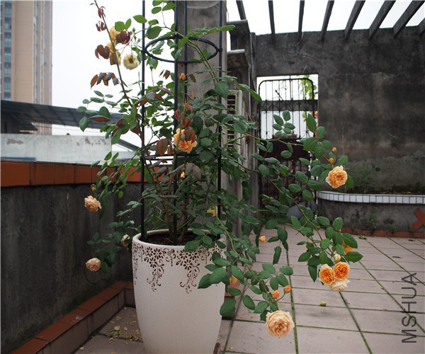 P1010352.jpg