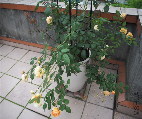 P1010354.jpg