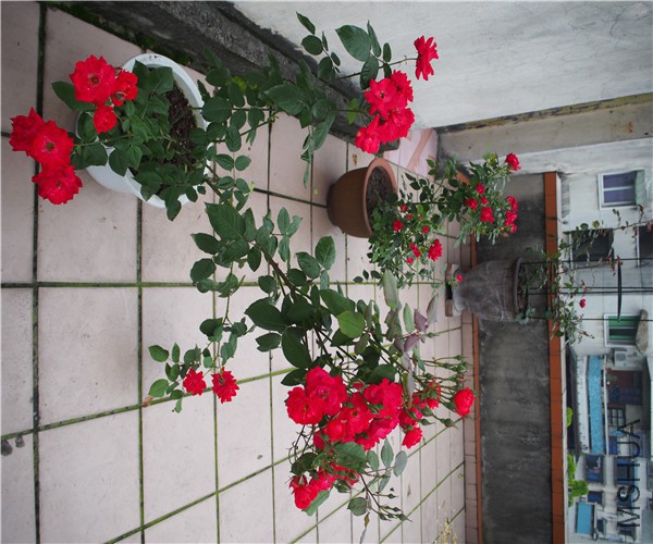 P1010355.jpg