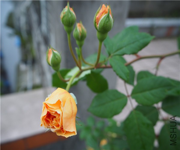 P1010357.jpg