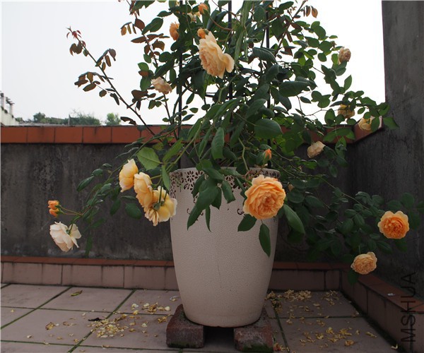 P1010360.jpg