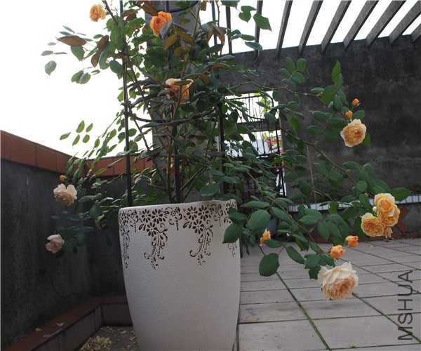 P1010361.jpg