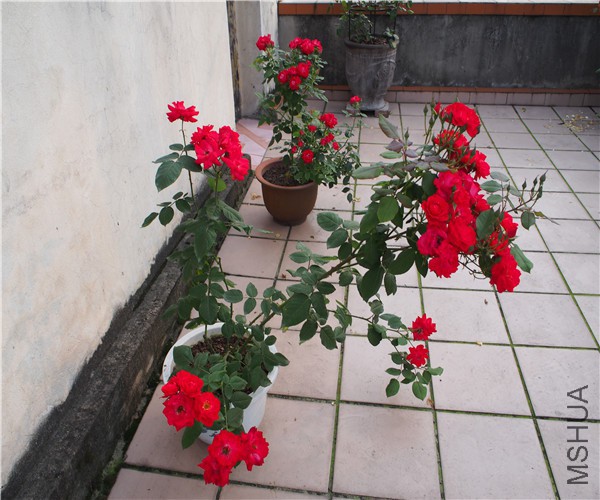 P1010362.jpg