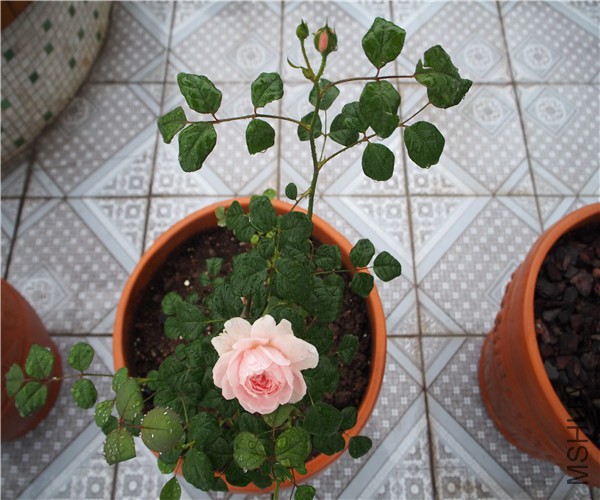 P1010364.jpg