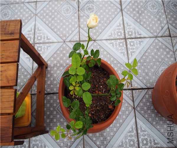 P1010366.jpg