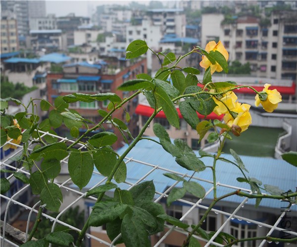P1010368.jpg