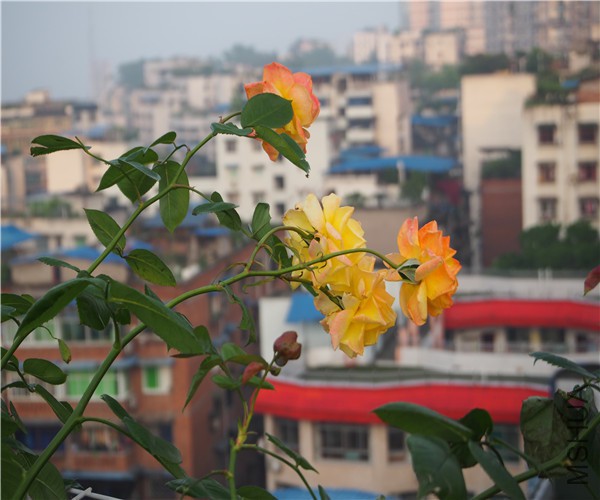 P1010379.jpg