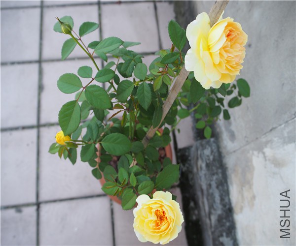 P1010380.jpg
