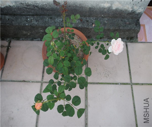 P1010382.jpg