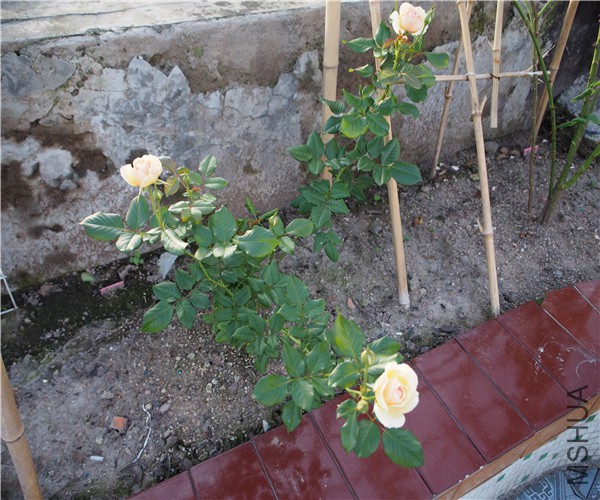 P1010383.jpg