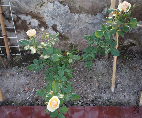 P1010387.jpg