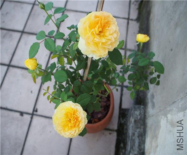 P1010388.jpg