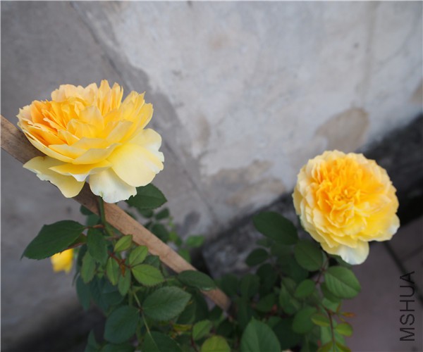 P1010389.jpg