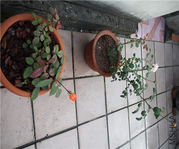P1010391.jpg