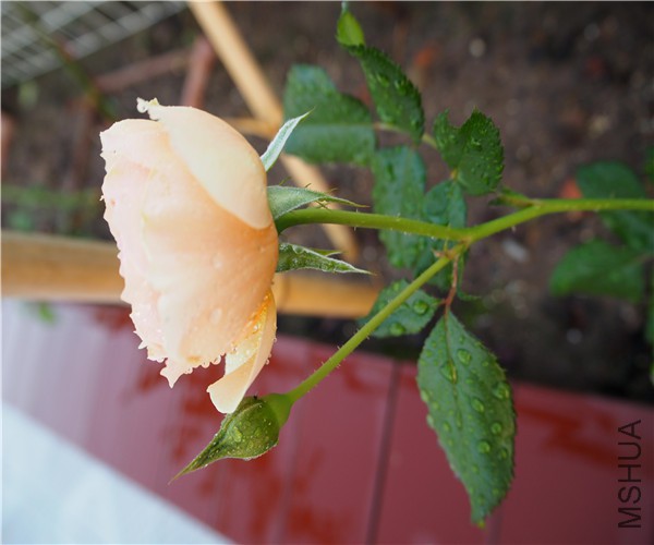 P1010397.jpg