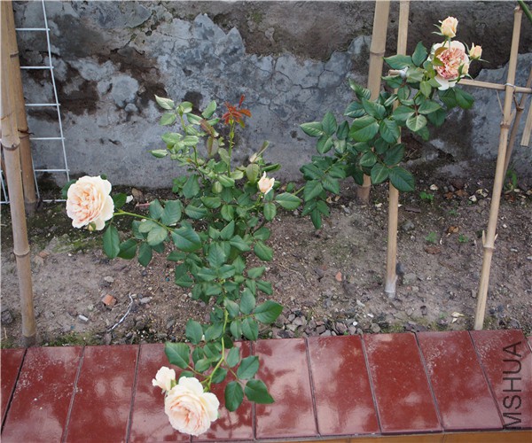 P1010400.jpg