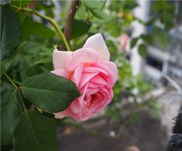 P1010405.jpg