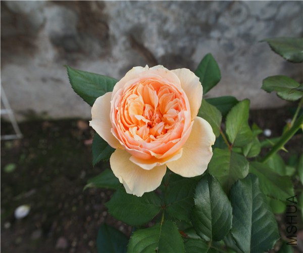 P1010410.jpg
