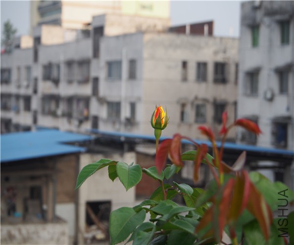 P1010412.jpg