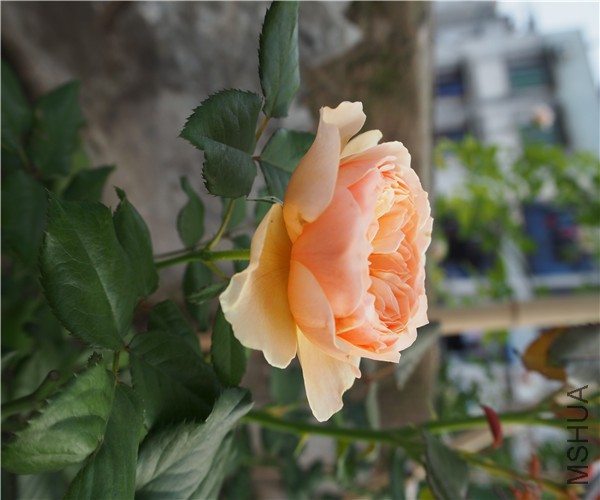 P1010411.jpg