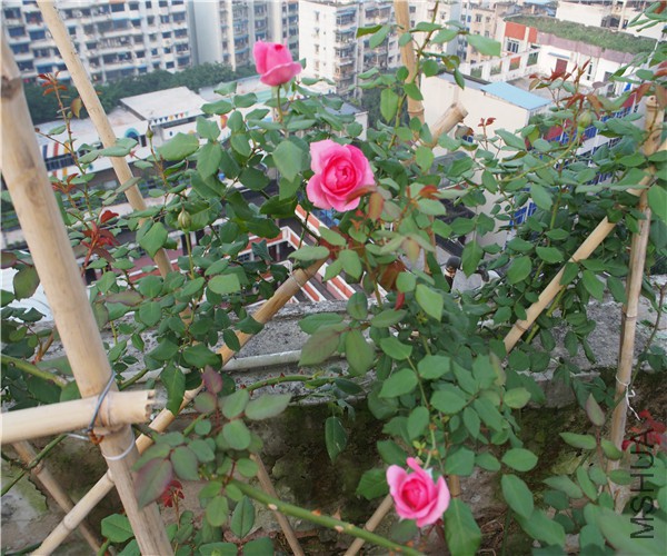 P1010414.jpg