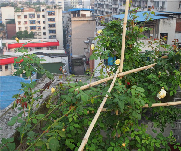 P1010413.jpg