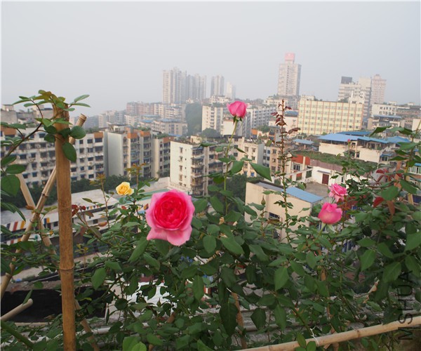 P1010416.jpg
