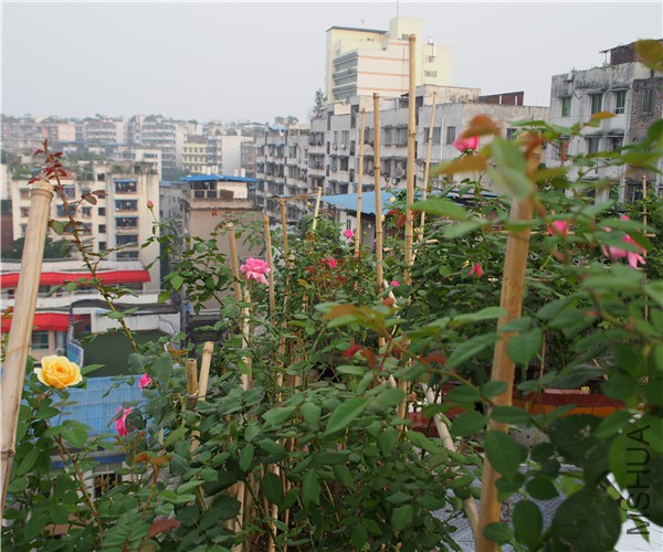 P1010419.jpg