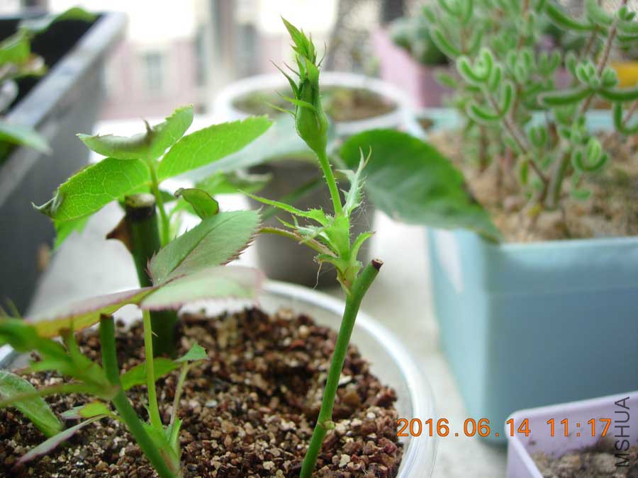 DSCN6448.jpg