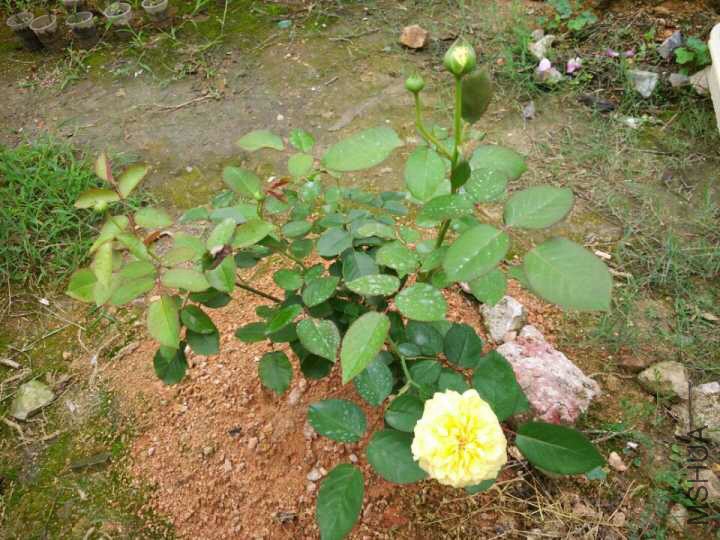 ������һ����ͼ��������