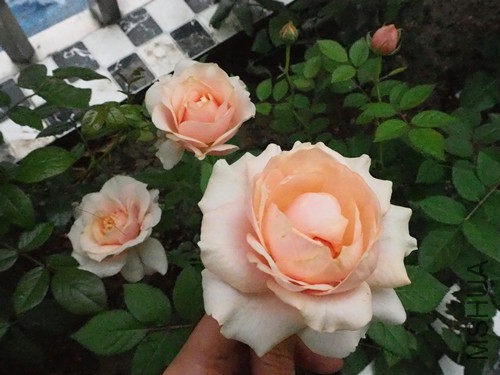 1�š���������ɫƫ����ɫ������ƫ��ɫ