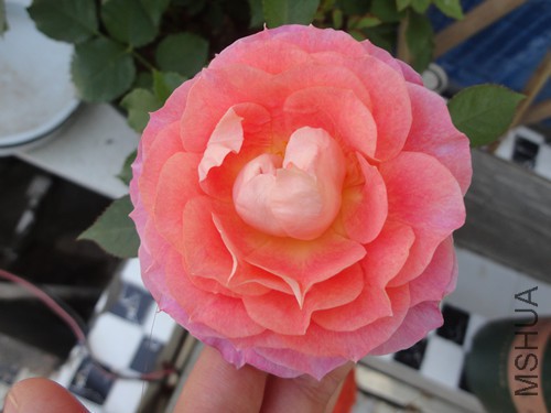 2�š���ͦ��һ�䣬����ƫ�ۣ�����ƫ�Ϻ죬��ζŨ��