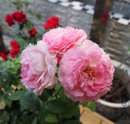 2�š�����ȫ��������