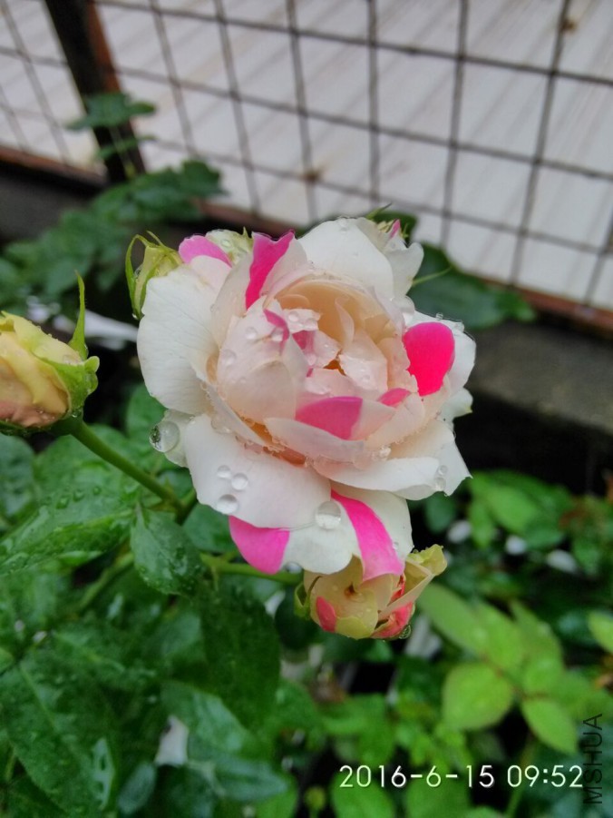 ���Ҳ�ݮ����.jpg