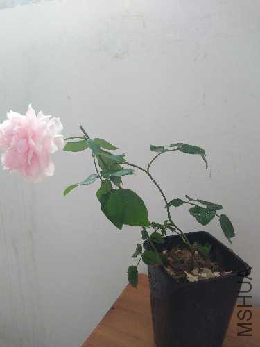 IMG20160617071916.jpg