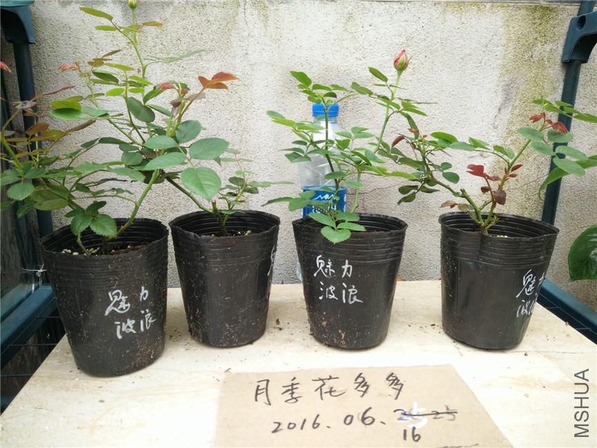 IMG20160616154629.jpg