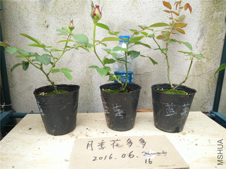 IMG20160616154807.jpg