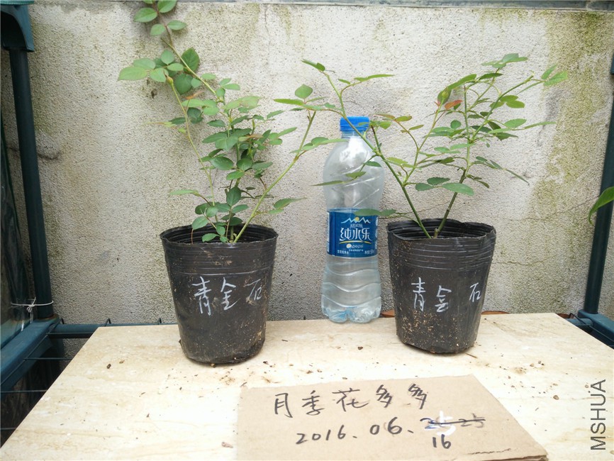 IMG20160616154855.jpg