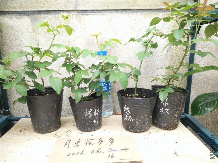 IMG20160616155126.jpg
