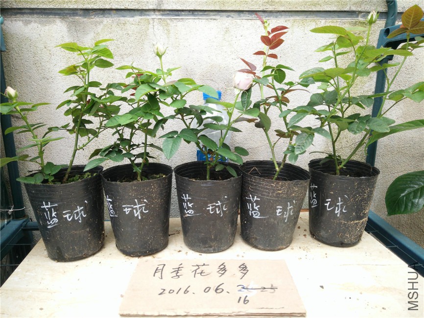 IMG20160616155738.jpg