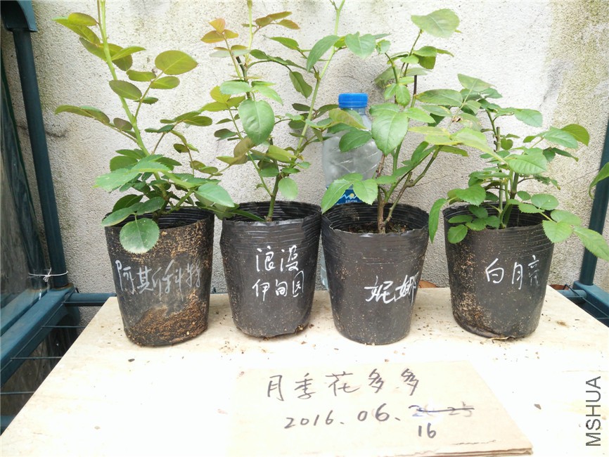 IMG20160616160048.jpg