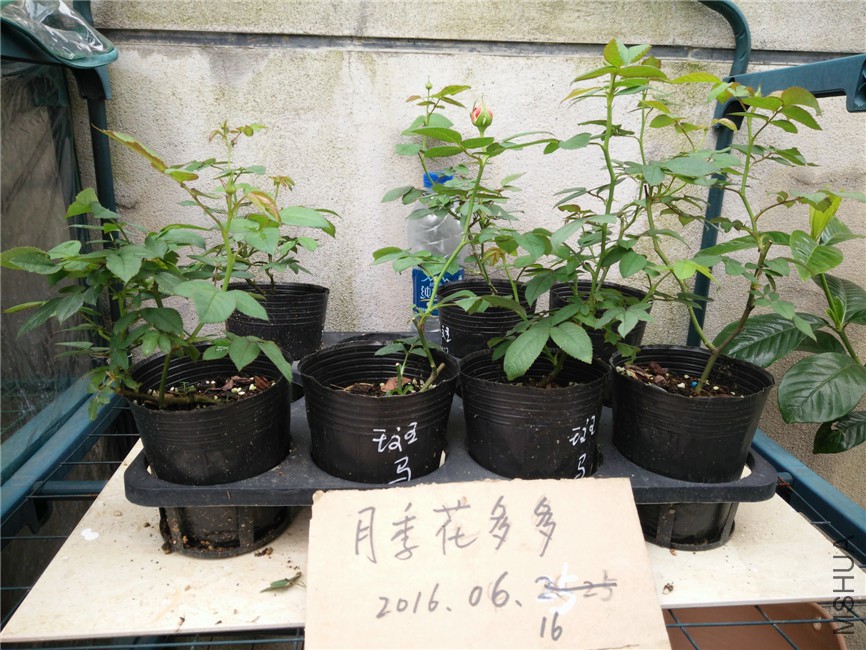 IMG20160616161054.jpg